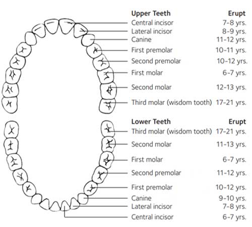Adult Teeth eruption chart