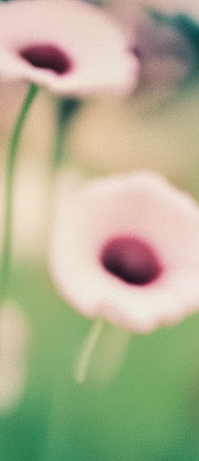 Una imagen desenfocada de flores en un campo con el mensaje "Una foto desenfocada de flores".