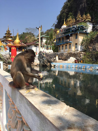 A baboon eating on the edge of a water pool outside a temple.