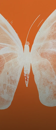 Una radiografía de una mariposa en semitonos de color blanco y naranja con el mensaje "Radiografía en semitonos de una mariposa de color naranja".