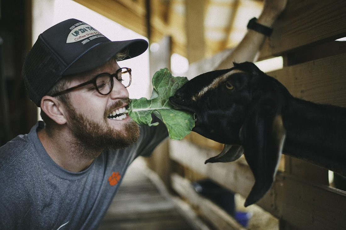 A WWOOF farmer sharing a piece of lettuce with a goat.