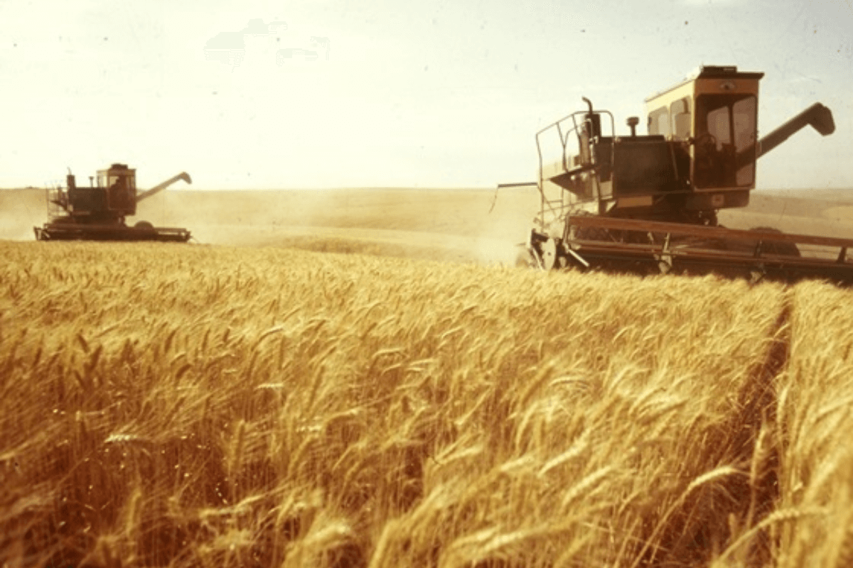 Из-за аномальной жары в Европе ожидается невысокий урожай зерновых