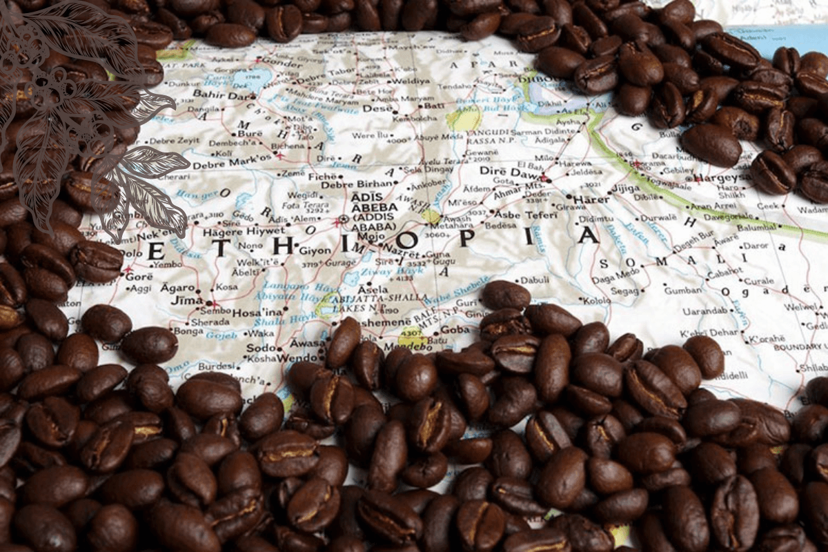 Эфиопия крупнейшие страна производитель и экспортер кофе