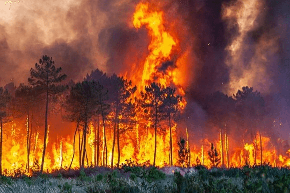 Франция борется с «чудовищным» лесным пожаром