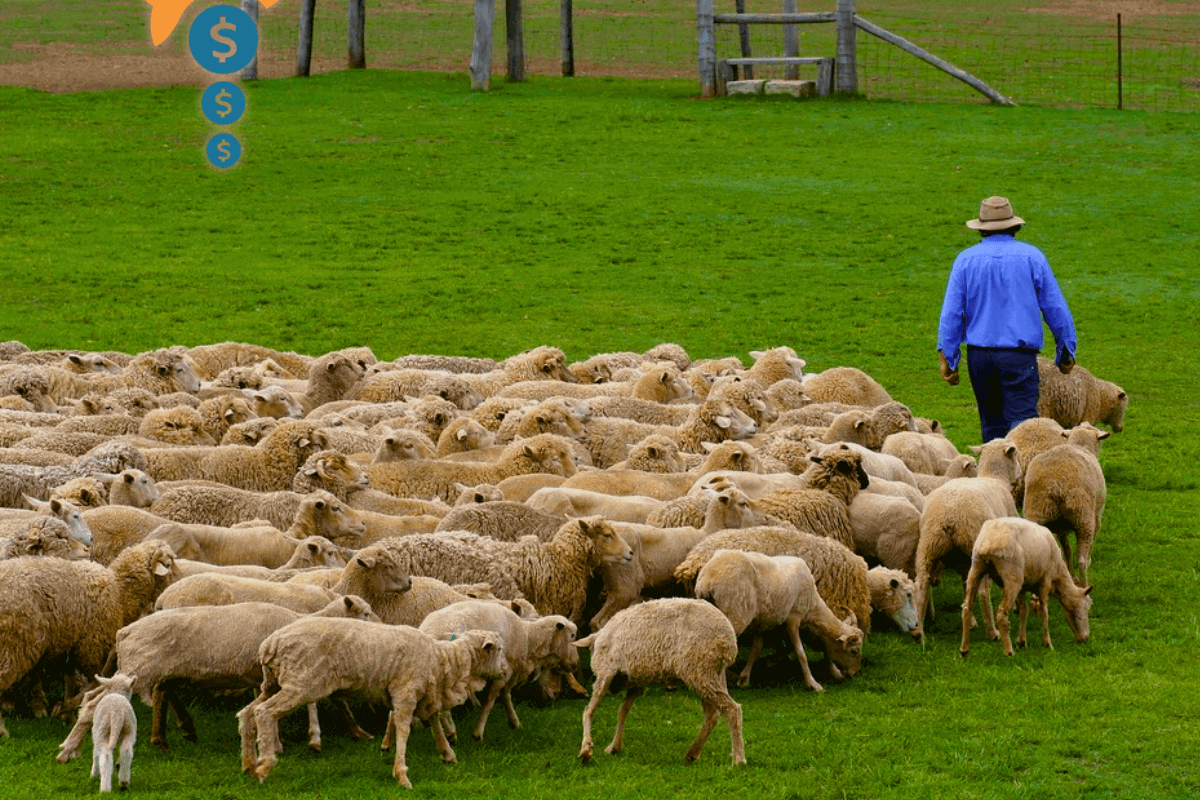 Австралийские фермеры отдают овец бесплатно