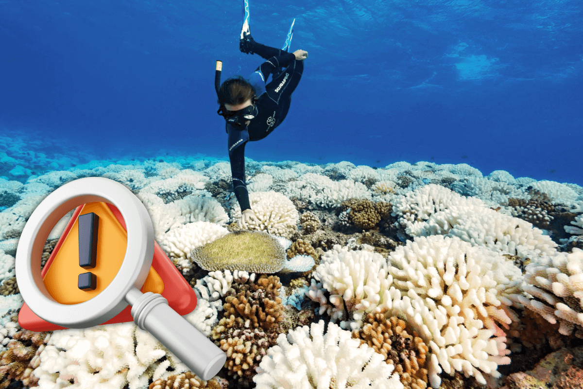 Идентифицирована глобальная угроза коралловым рифам