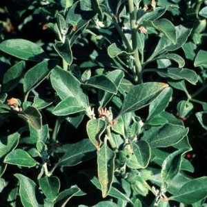 ashwagandha plant